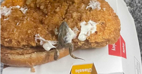 一隻完整的青蛙夾在漢堡中。（圖／翻攝自當事人臉書）