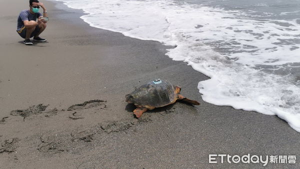▲救援康復後海龜裝設發報器野放返回大海。（圖／記者楊漢聲翻攝）