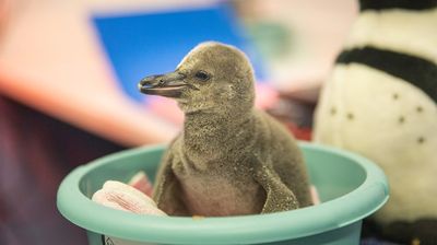 父母不會顧！飼育員拿「絨毛玩具」陪5隻企鵝寶寶　同框畫面萌翻