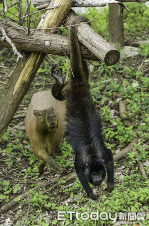 ▲▼水豚和馬來貘有新鄰居  黑吼猴父子檔正式亮相。（圖／台北市立動物園提供，下同）