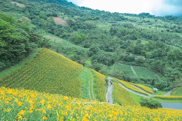 ▲▼天山農場金針花海。（圖／薇樂莉 Love Viaggio X 旅行.生活.攝影提供，以下皆同，請勿任意翻攝以免侵權）