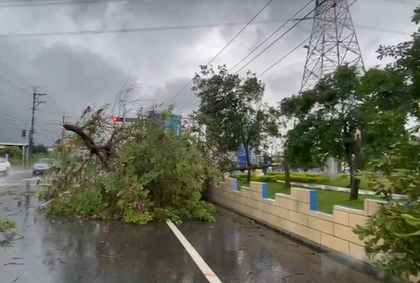 ▲▼彰化縣因大雨路樹折斷傾倒，佔據馬路。（圖／記者唐詠絮翻攝）