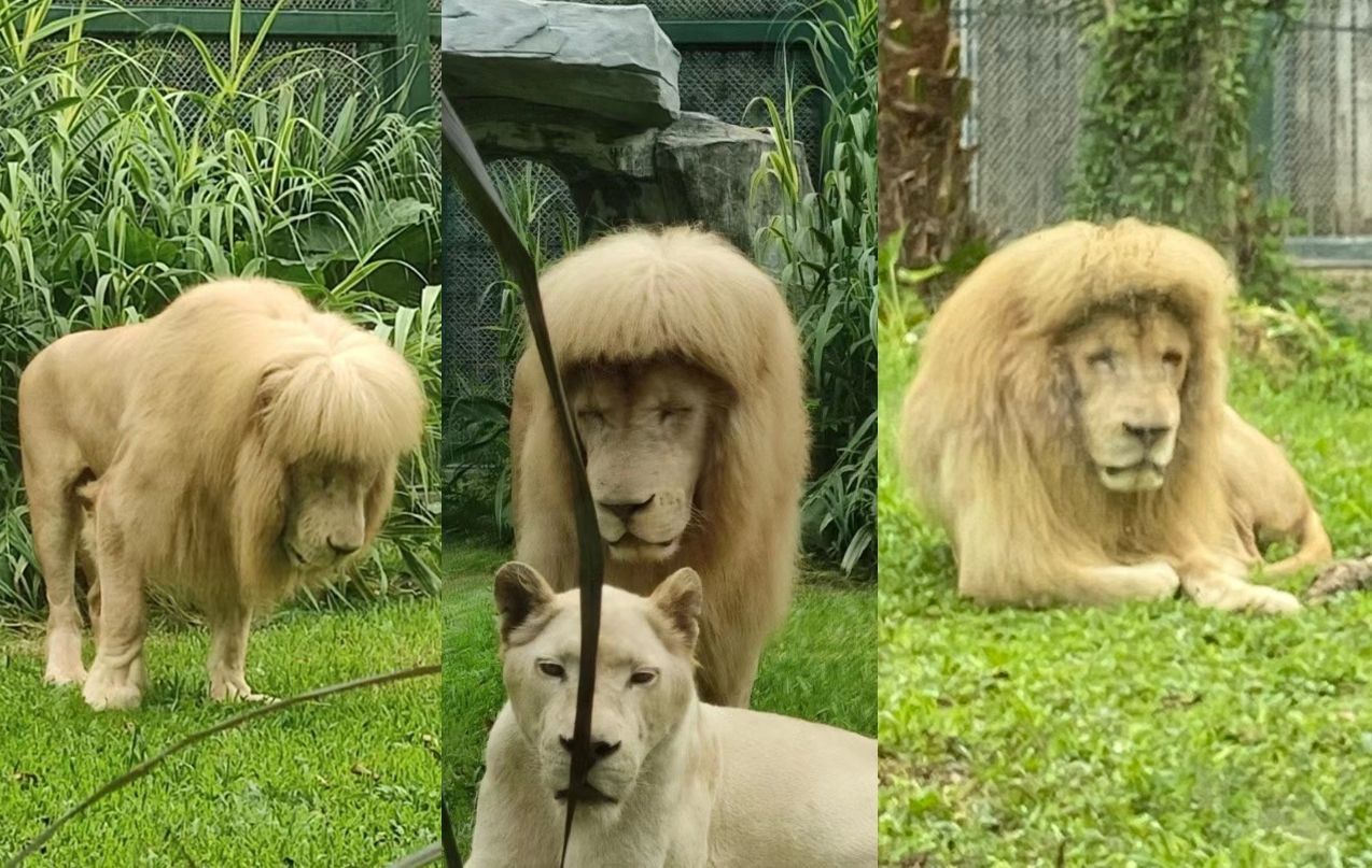 ▲▼雄獅「齊瀏海」呆萌新髮型爆紅！　動物園：牠自己打理的。（圖／翻攝微博）