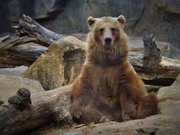 ▲▼棕熊離世。（圖／粉絲專頁@Riverbanks Zoo and Garden）