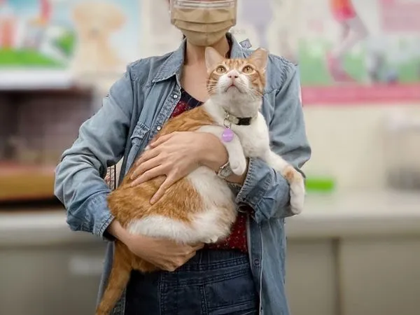 ▲▼ 國際抱貓日 。(圖/動保處提供)