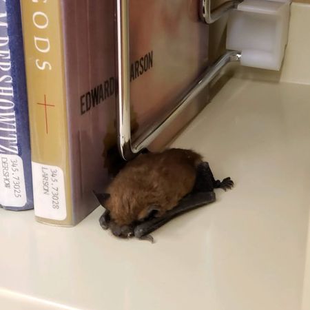 蝙蝠睡書架。（圖／翻攝自Camas Public Library）