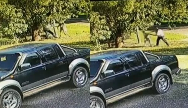 戰鬥片瘋傳!凶猛袋鼠「揮勾拳」攻擊 男被一路追殺格鬥技反擊。(圖/翻攝自Twitter)