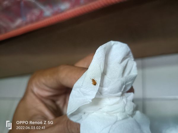 ▲居隔一夜「20隻怪蟲跑上床」。(圖/翻攝自爆廢公社)