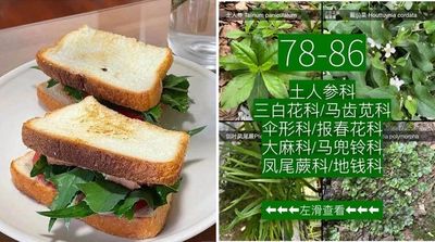 上海男封57天「找出社區86種野草」　其中43種可食用還夾進三明治