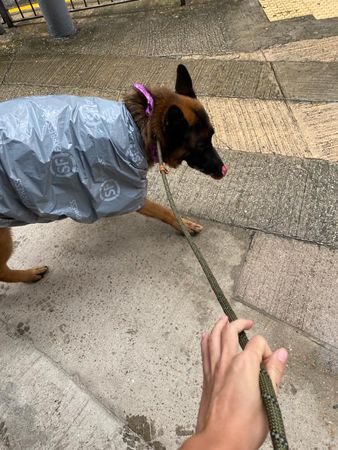 ▲帥氣狼犬穿上特製雨衣變「行走宅急便」　走上街道被路人笑了。（圖／有點毛毛的／粉專「Starker x 達浪 DeLange`s life」提供）