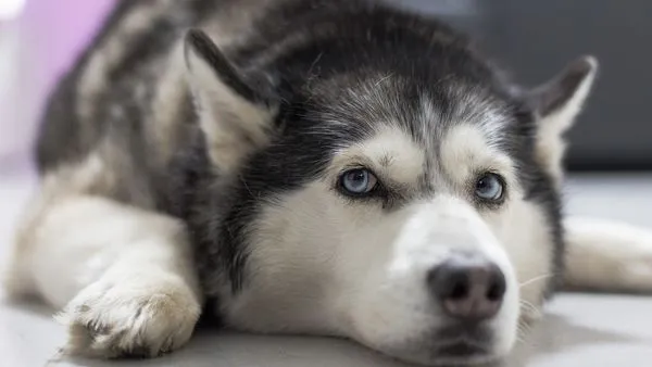 ▲▼哈士奇。(圖/免費圖庫pixabay)