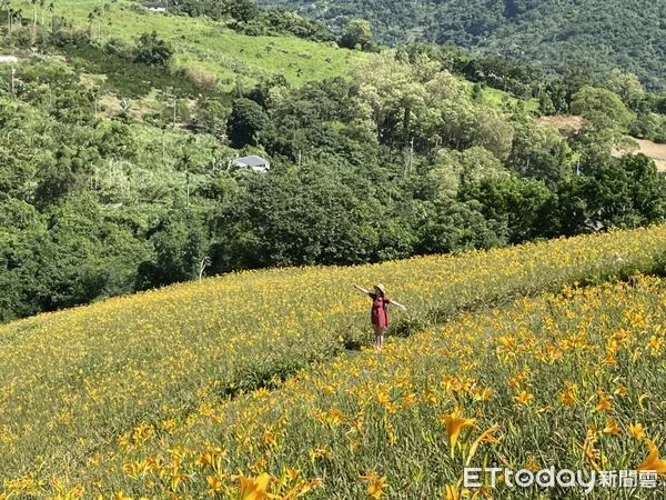 ▲▼台東天山農場金針花海。(圖/記者周姈姈攝)