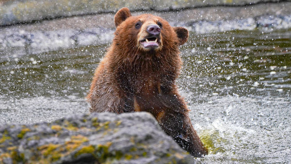 ▲棕熊也是很喜歡玩水的。（圖／翻攝自Twitter／fuji_safari1980）