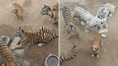 面對7隻老虎「阿金淡定傻笑」　原來在場全都是親餵過的孩子