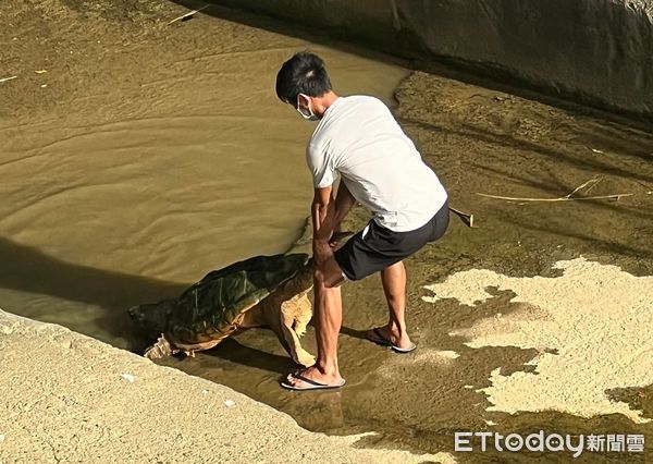 ▲咬合力堪比老虎！「75公斤巨大鱷龜」現身新竹溪中　動物園急安置。（圖／吳姓民眾提供）