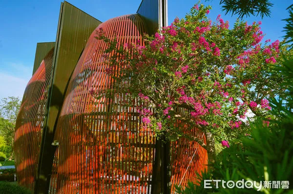 ▲成美文化園紫薇花季6月18日起浪漫登場。(圖/成美文化園提供,下同)