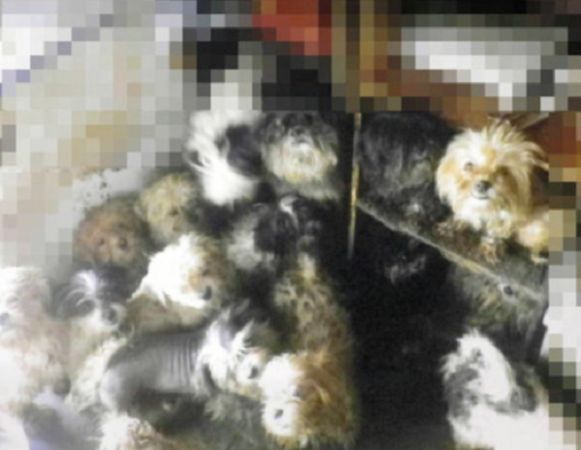 日本女子養太多狗被起訴。（圖／縣警）