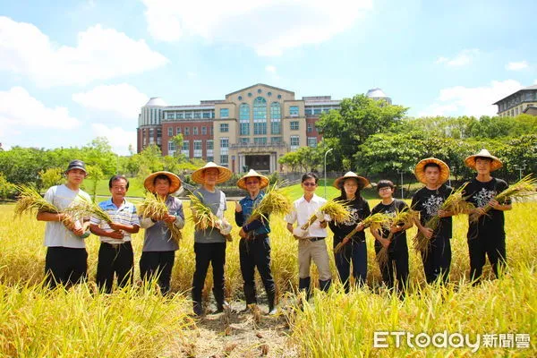 ▲▼ 嘉大與MUJI無印良品簽署合作共推臺灣抗旱稻米新品種。(圖/嘉義大學提供)