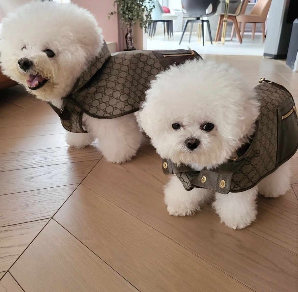 ▲Gucci Pet Collection。（圖／品牌提供）