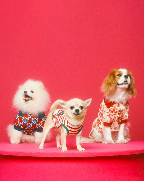 ▲Gucci Pet Collection。（圖／品牌提供）