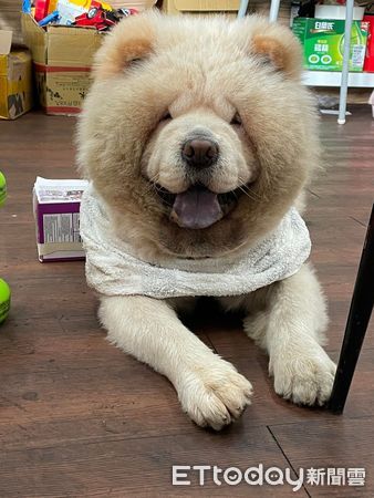 鬆獅犬大熊跑去超商吹冷氣。（圖／飼主蔡小姐提供）