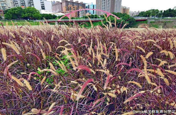 ▲▼紫葉狼尾草花海。（圖／DARREN蘋果樹提供）