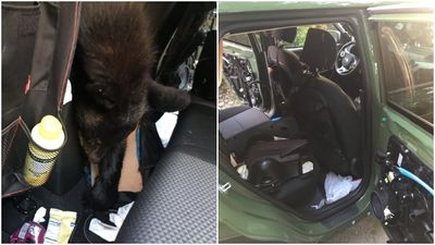 美國黑熊「聞食物香闖進車內遭困」　35度高溫下活活被悶死