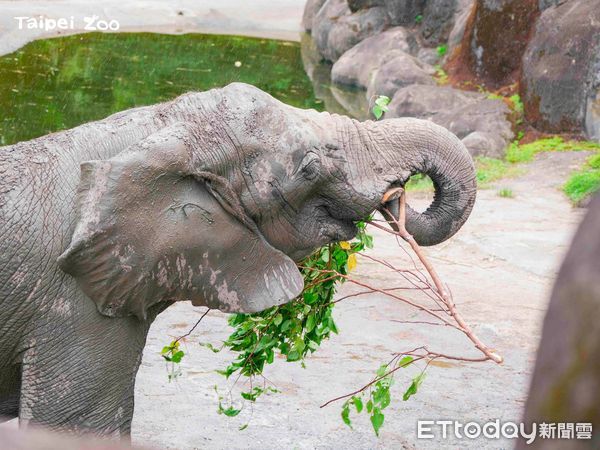 ▲▼0629動物園。（圖／台北市立動物園授權提供）