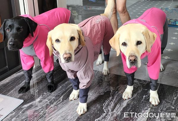 ▲▼退役導盲犬玩水＋跑庭院享福　擅長「聽指令」吃飽飯咬布布撒嬌。（圖／飼主莊小姐授權提供）