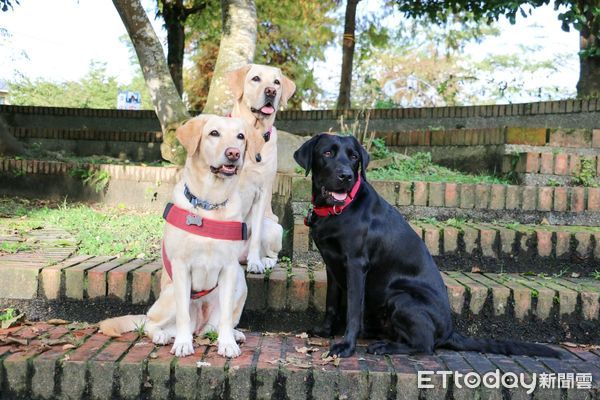 ▲▼退役導盲犬玩水＋跑庭院享福　擅長「聽指令」吃飽飯咬布布撒嬌。（圖／飼主莊小姐授權提供）