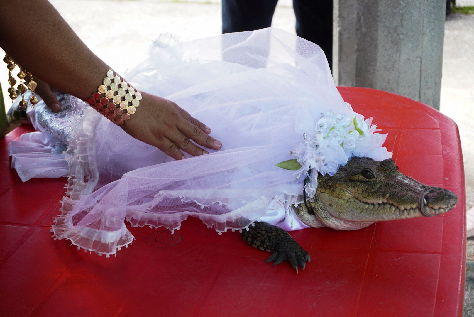 ▲▼ 墨西哥鎮長和鱷魚結婚。（圖／路透）