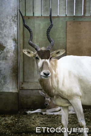 ▲▼弓角羚羊喜迎新生兒〜阿姨愛卡C位超搶鏡。（圖／台北市立動物園提供，下同）