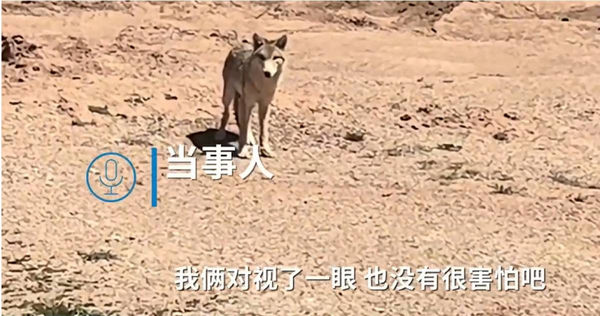 青海省有位女士於無人區準備上廁所遇見野狼，誤以為是哈士奇。（圖／翻攝「大象新聞」微博）