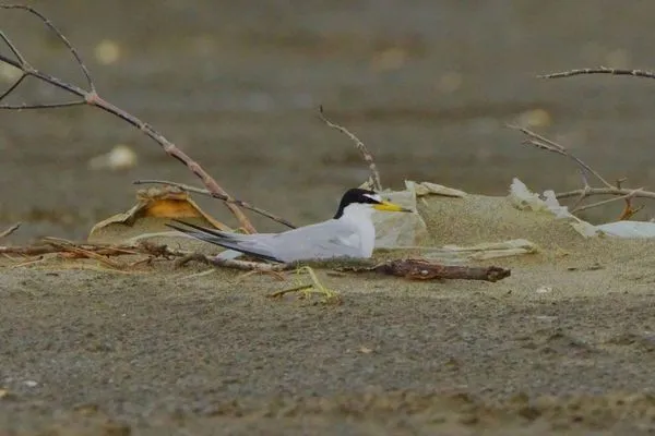 ▲小燕鷗偏好在海岸開闊砂礫地築巢。(圖/新竹市政府提供)