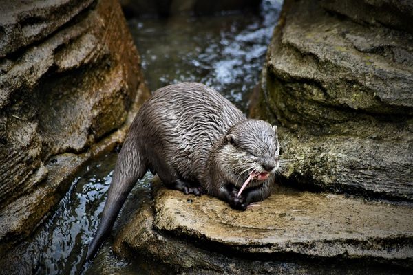 動物園水獺企鵝。（圖／CC0圖庫）