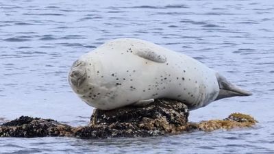 退潮「海豹獨留岩石」睡搞搞　眼睛瞇成一條線：怎麼涼涼的？