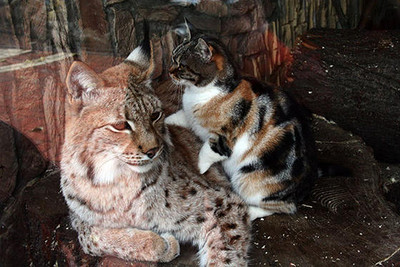 小貓溜進動物園，與大貓成了超級好友