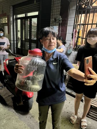 ▲▼盛夏蛇群出沒,員林鎮林厝里里長蕭富子也常接到里民拜託她處理家中「不速之客」的要求。。(圖/林厝里里長蕭富子提供)