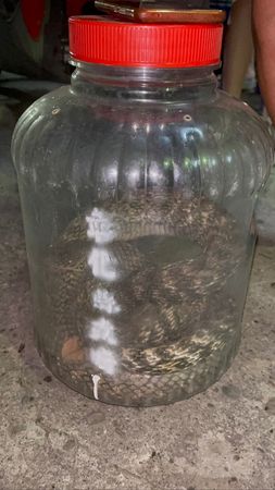 ▲▼盛夏蛇群出沒,員林鎮林厝里里長蕭富子也常接到里民拜託她處理家中「不速之客」的要求。。(圖/林厝里里長蕭富子提供)