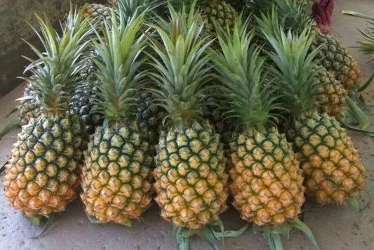 ▲▼出監後洗心革面的阿明,已成為東部農產達人,他栽種的木瓜與鳳梨品質優良。(圖/臺灣更生保護會提供)