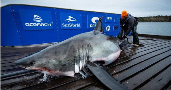 這隻重達528公斤，並命名為「Vimy」的大白鯊，在牠的頭部有2個巨大咬痕。（圖／翻攝自OCEARCH臉書）