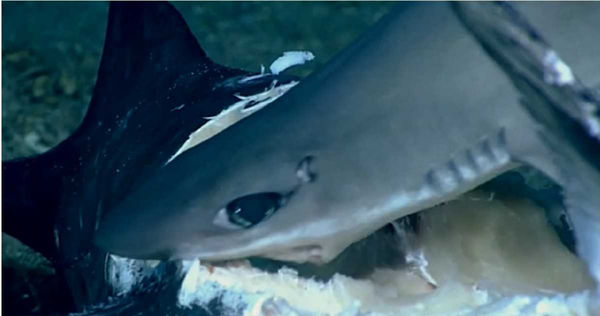 搜奇／釣魚釣到噴血斷頭魚「下秒衝出大白鯊」　超巨石斑一口吞鯊驚悚瞬間曝光