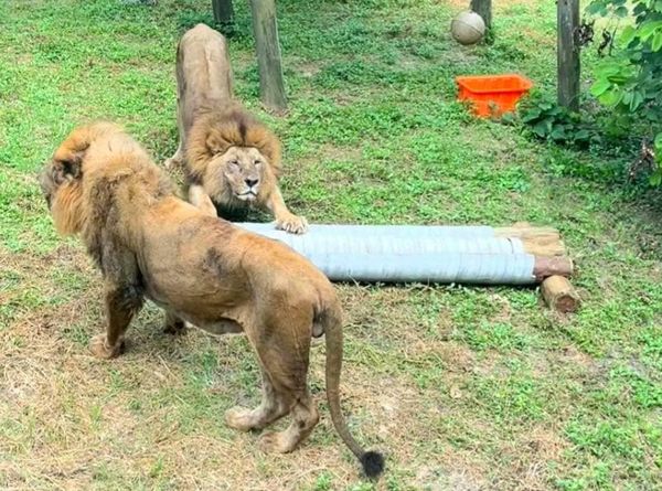 ▲非洲獅「二哥」藉機在巨大貓抓板上放鬆一下。（圖／翻攝自Facebook／Shou Shan Zoo 壽山動物園）