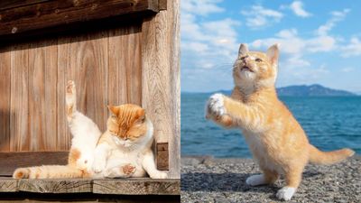 日攝影家專拍「站立貓咪」可愛角度　盼能傳達「再站起來正能量」　