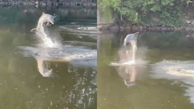 河裡驚見「海豚躍出水面」　逆流游了24公里！專家曝2可能原因