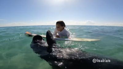 海邊衝浪偶遇海牛！　牠緩慢靠近「一把抱住衝浪板」：我也要玩