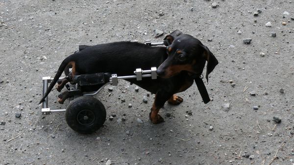 ▲狗狗癱瘓、受傷坐輪椅或助行器。（圖／取自免費圖庫／pixabay）