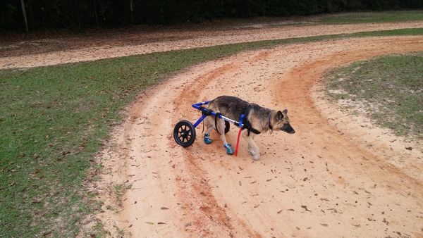 ▲狗狗癱瘓、受傷坐輪椅或助行器。（圖／取自免費圖庫／pixabay）