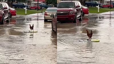 暴雨後街道淹水！他提議「讓雞衝浪」　2細腳穩站板子漂流好愜意