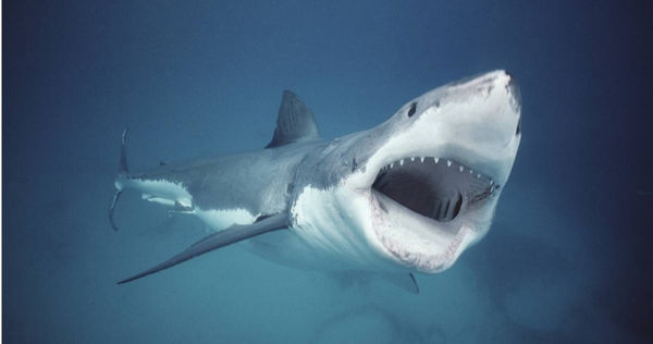 海洋專家們發現許多鯊魚越長越大隻，原因是他們現在會成群結隊而不是單獨狩獵，所以可以捕食更大型的鯨魚。（圖／達志／美聯社）